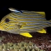 sweetlips_ribbon_cr_hsb_r_h_0160_kom2028.jpg